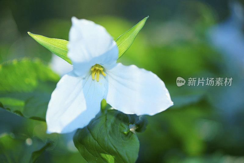 白色Trillium特写