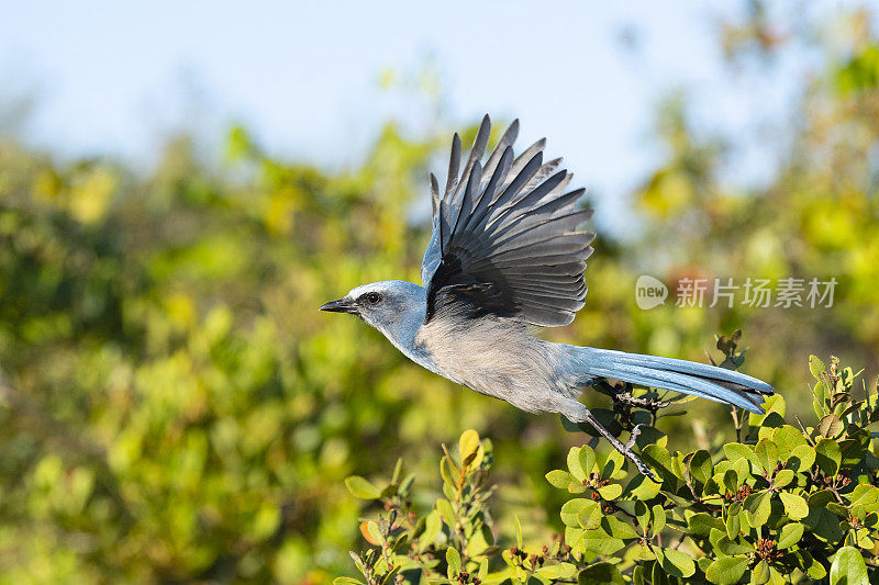 佛罗里达丛林鸦，蓝紫青光眼，濒临灭绝的物种，正在飞行中