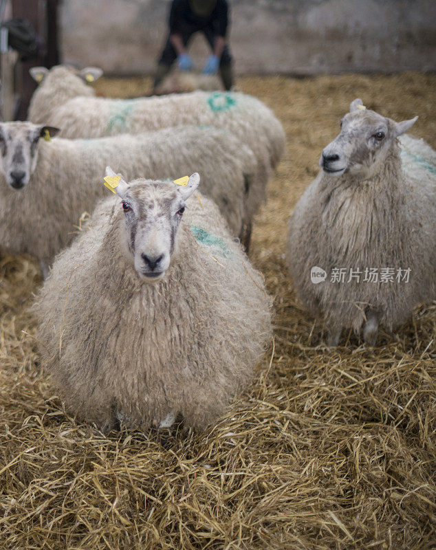冬天在爱尔兰罗斯康芒一间小屋里的小羊羔。