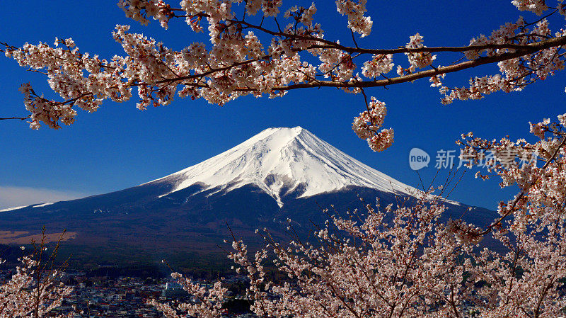 富士山和樱花:从荒山森根公园，富士吉田