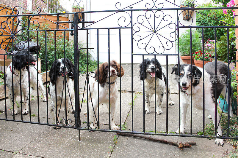五只漂亮的狗在门口等着去散步。