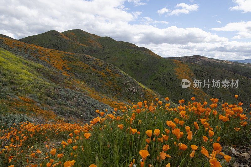 在加利福尼亚，沃克峡谷的数千种野花盛开