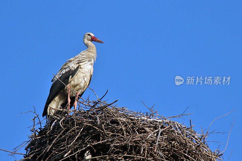 巢中的白鹳