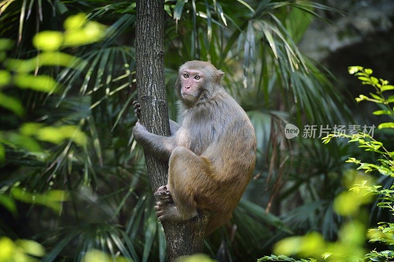 日常生活中的野生猕猴——一只坐在树枝上的猴子