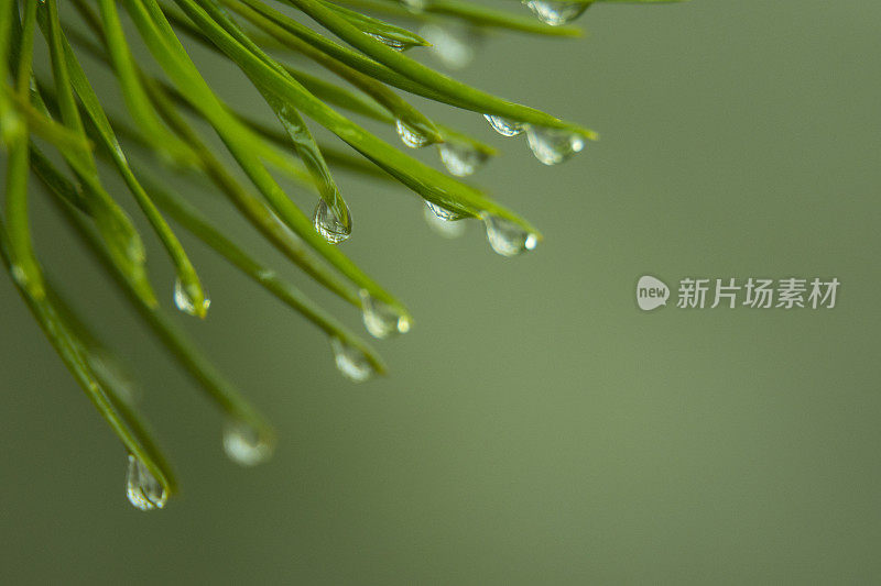 雨滴落在松针上