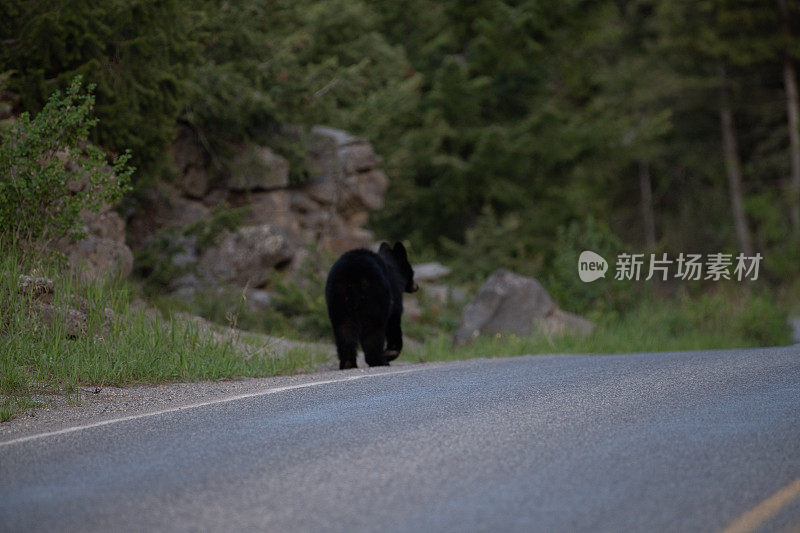 公路上的黑熊妈妈和熊宝宝