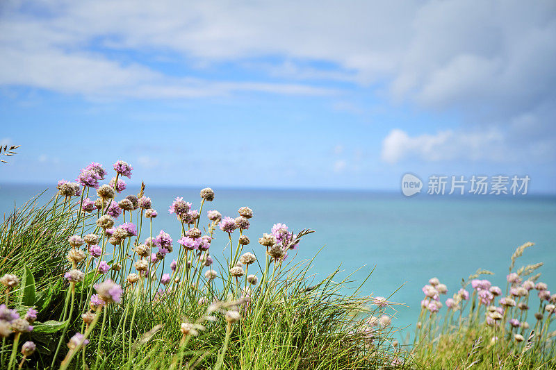 在康沃尔，纽基，Pentire的蓝色海洋上，通过粉红色的海竹野花的景色