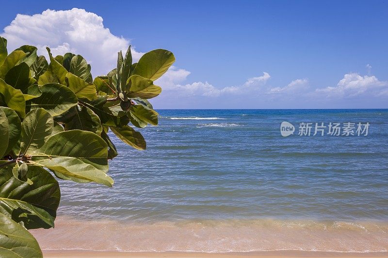 巴西东北部巴伊亚的热带树叶海滩-塞古罗港