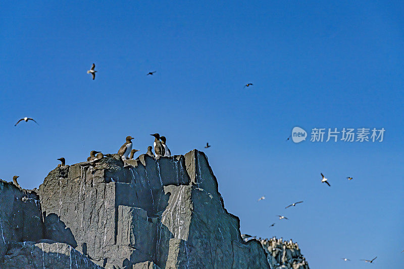 悬崖,前海鸠