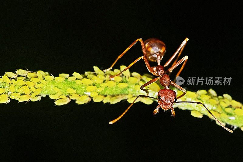 绿枝上的蚂蚁和蚜虫。