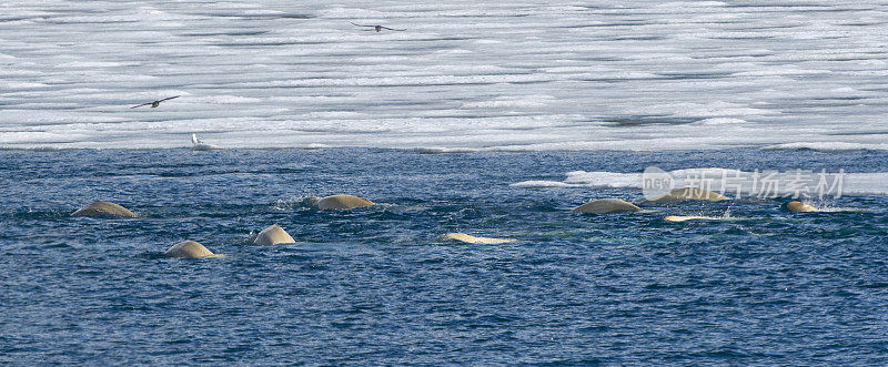 在斯瓦尔巴特岛的北极全景中狩猎的白鲸群