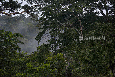 非洲刚果热带雨林中的晨雾