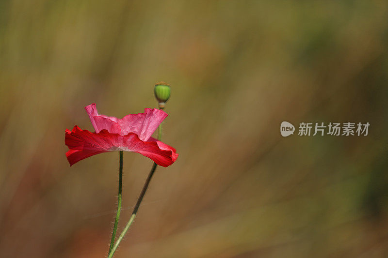 植物