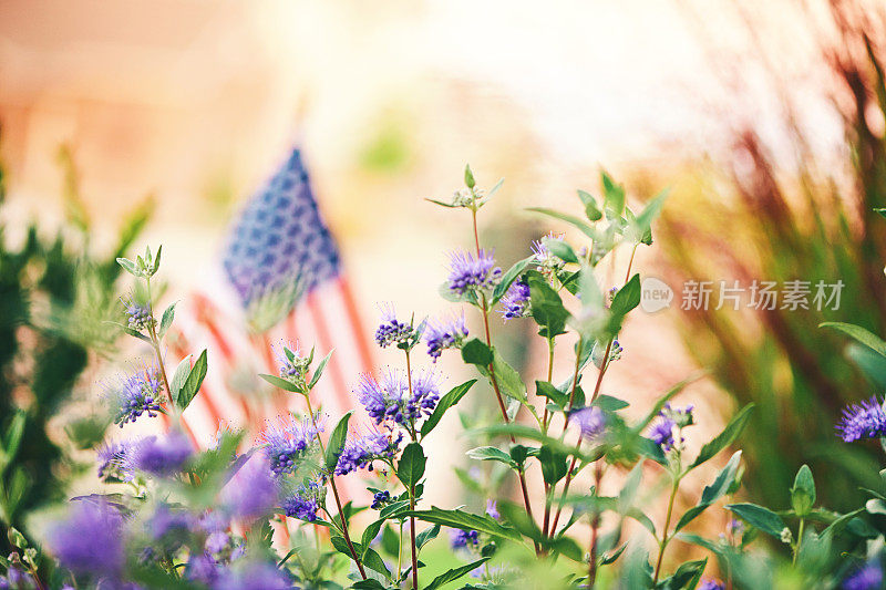 美国国旗的背景。紫色开花植物与旗