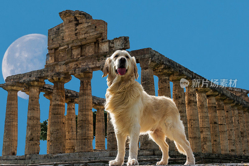 冠军白色英国金毛猎犬在一个古希腊寺庙在意大利