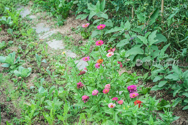 夏季菜园中茄子、甜菜、番茄附近百日菊开花