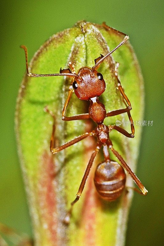 蚂蚁攀缘植物。
