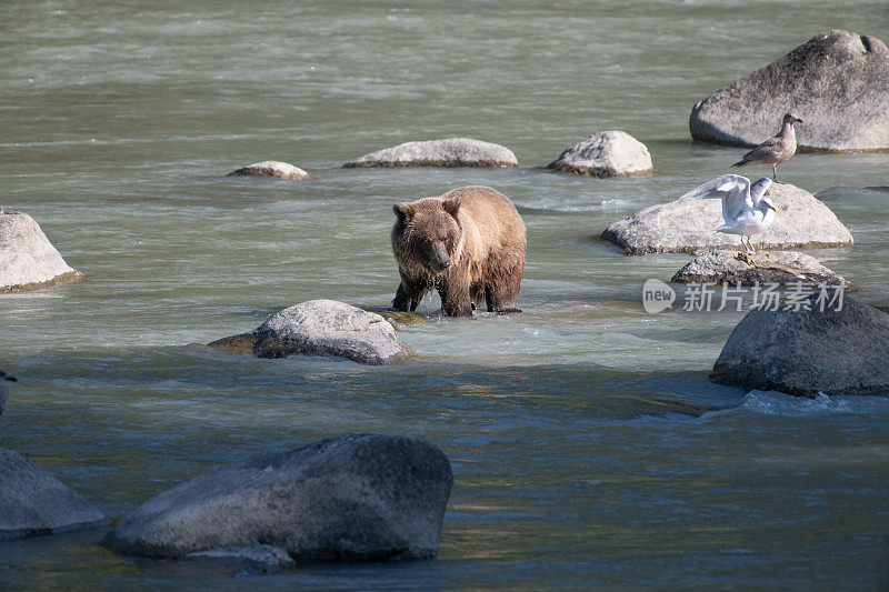 阿拉斯加海岸的棕熊捕鱼