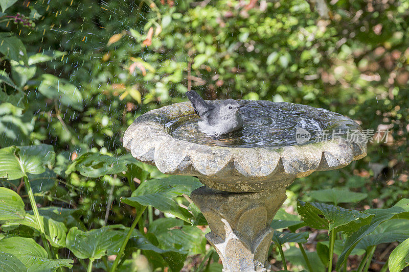 灰猫鸟正在洗澡，在水里溅起很多水花