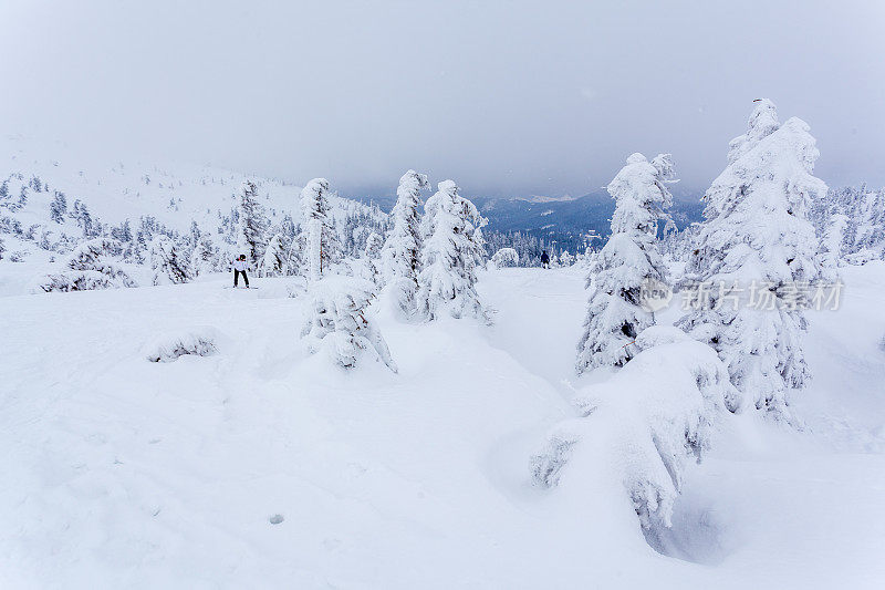 雪后冰雪覆盖的冷杉林和冬日灰蒙蒙的天空。喀尔巴阡山脉,乌克兰。