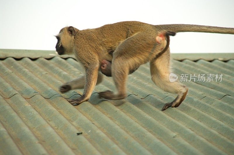 长尾猴带着婴儿——屋顶上的绿毛犀