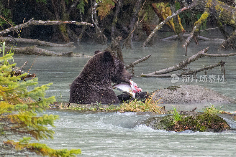 阿拉斯加海岸棕熊坐在深水冰绿松石水吃鲑鱼