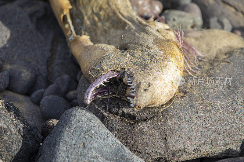 兰萨罗特岛，海滩上死了的马里鳗鱼，上面还有苍蝇