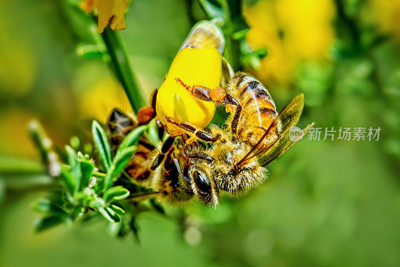 花上的蜜蜂