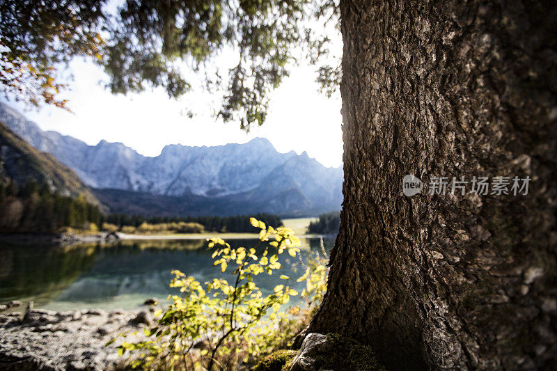 树干与冰川湖景观在朱利安阿尔卑斯山在意大利