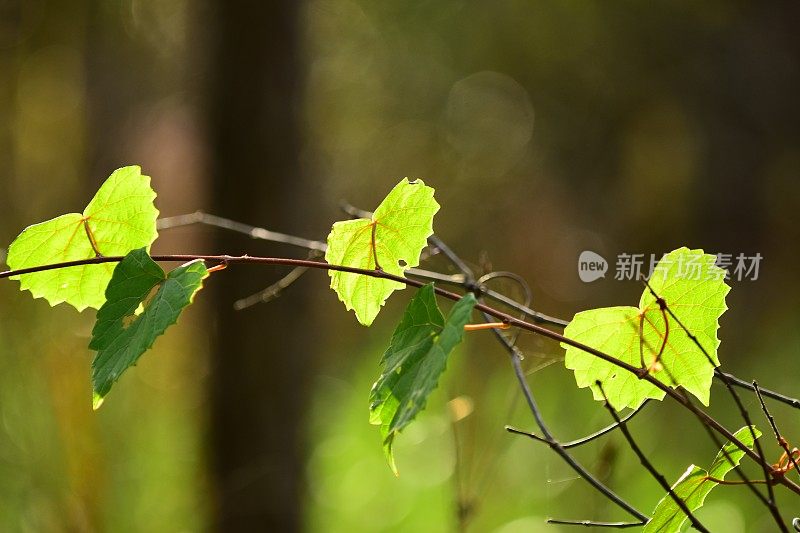 葡萄藤上有三片背光的葡萄叶子，在对面有阴影的叶子