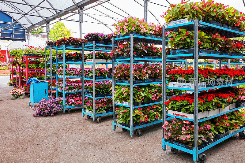 阿特沃特市场温室里五颜六色的花