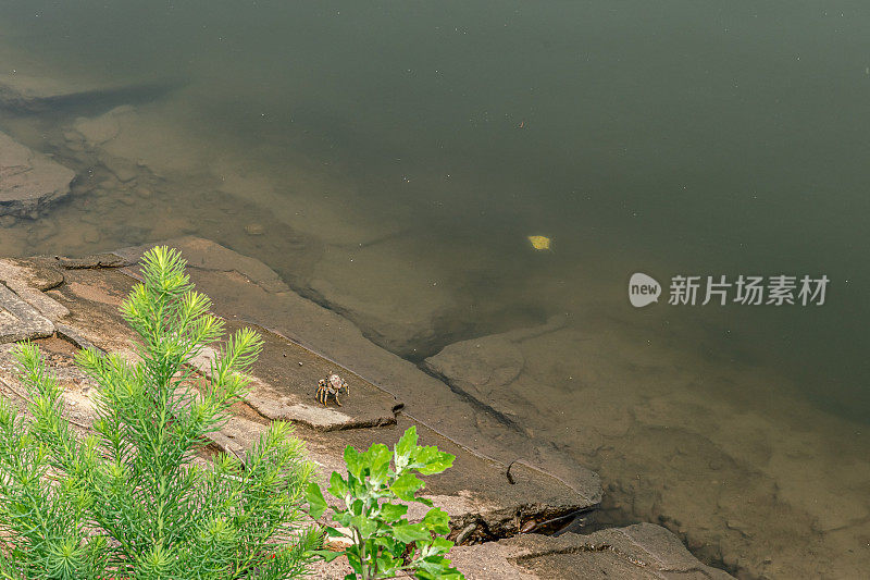 湖边的螃蟹