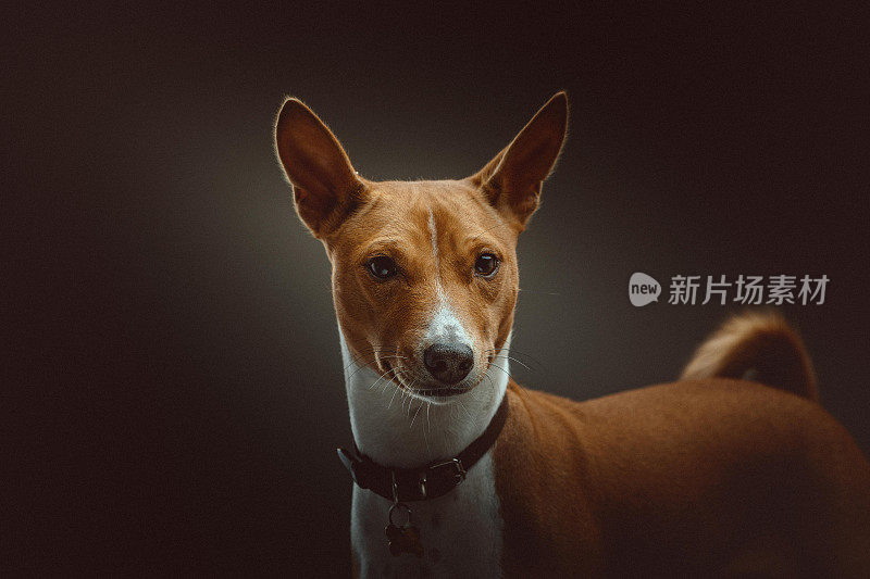 巴辛吉梗犬