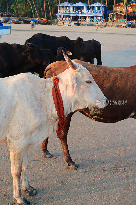 图为一群野生圣牛站在印度果阿邦帕洛勒姆度假胜地的渔船前的沙滩上