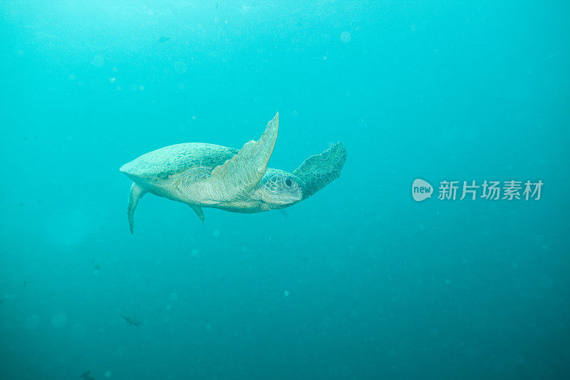 水下拍摄的绿海龟和玳瑁海龟