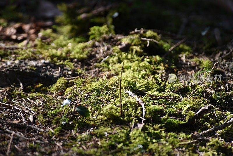 森林地面苔藓