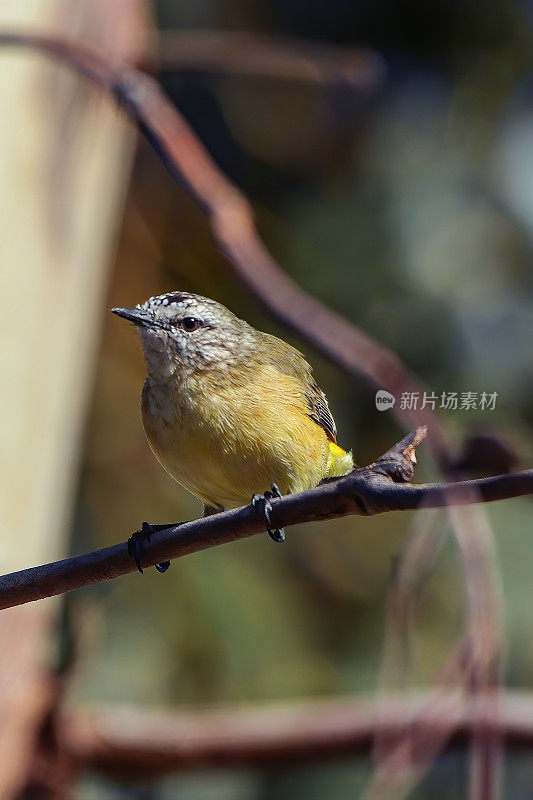 黄色的残余Thornbill