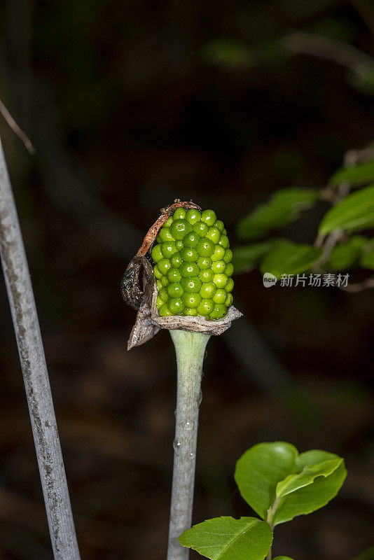 侧视图宏观青龙未成熟的种子头与花残