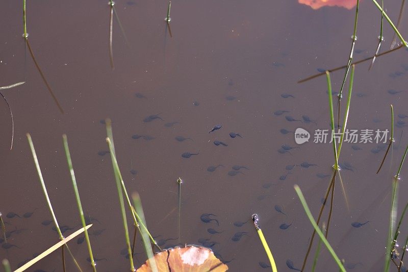 蝌蚪在水中