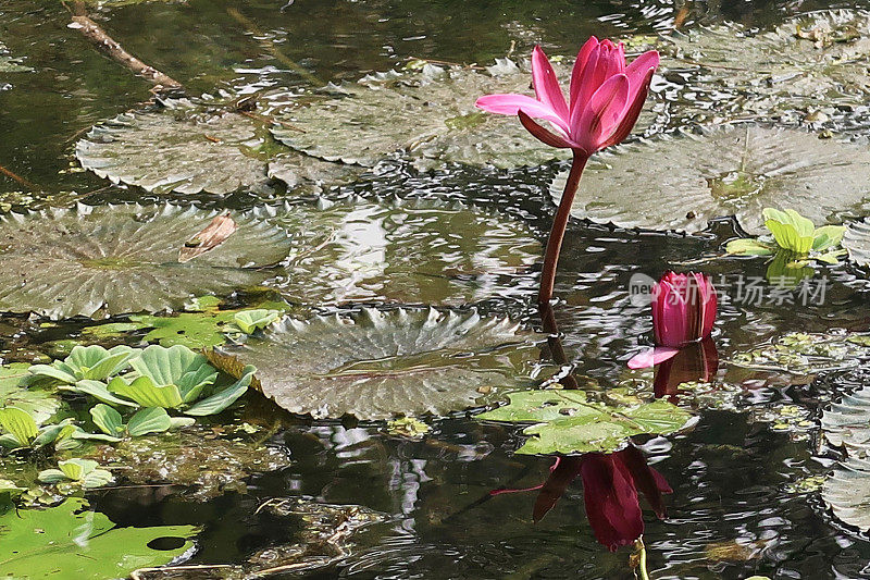 粉红的睡莲花和荷叶映照在涟漪涟漪的水面上的睡莲池，观赏性的水上花园