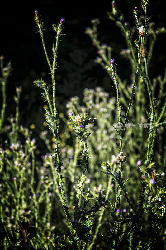 蓟植物紫花