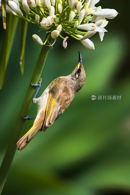 棕色蜜食者（利希梅拉・伊丁克塔）