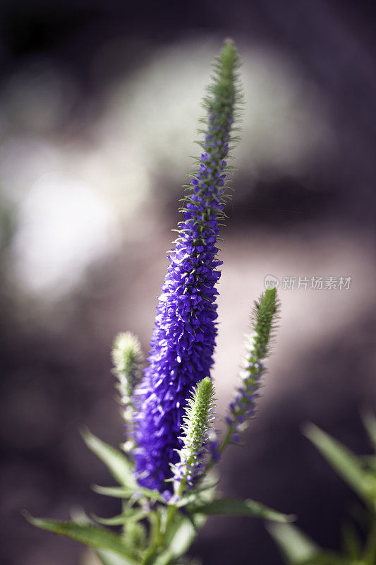 葡萄风信子muscari