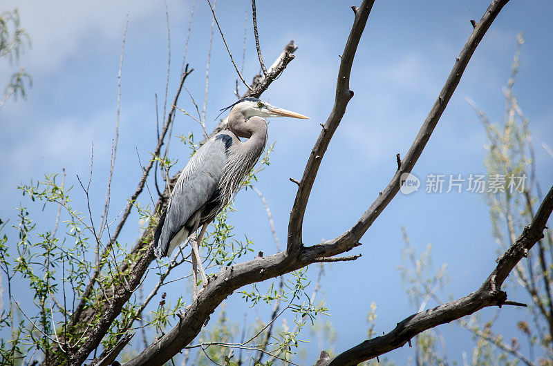 大蓝鹭栖息在一棵树上