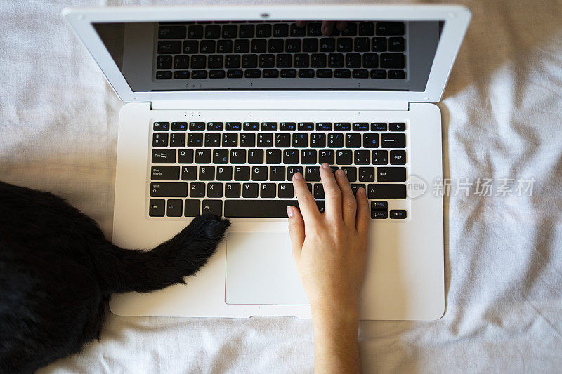 一个人在电脑上工作的俯视图旁边的一条狗尾巴。