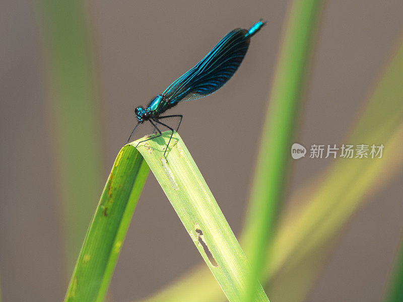 带状蓑羽鹤