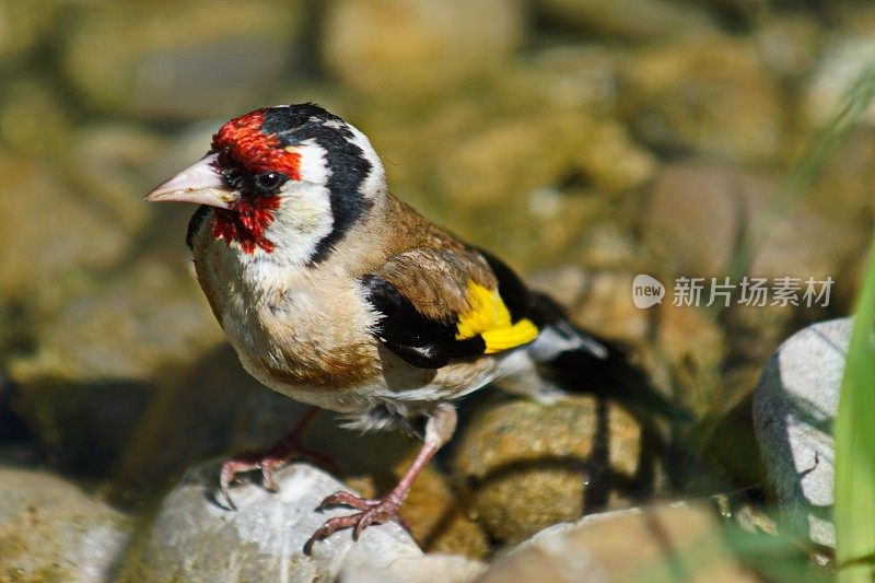 在池塘边的金翅雀(金翅雀)。巴伐利亚,德国。