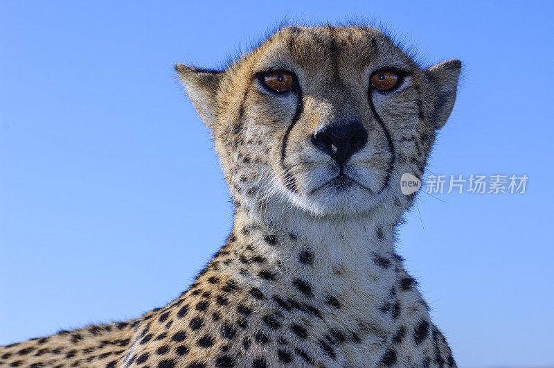 野生猎豹坐在Safari车顶的特写