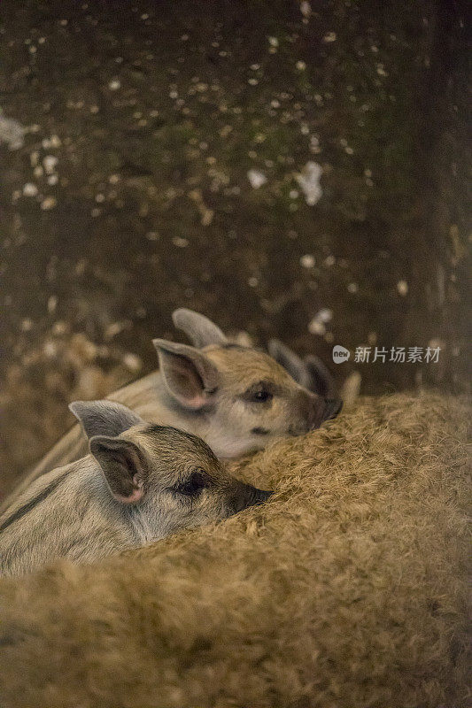 马厩里可爱的年轻野猪