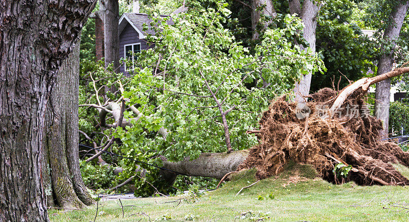 在暴风雨中，一棵大树横倒在路上，压垮了电线
